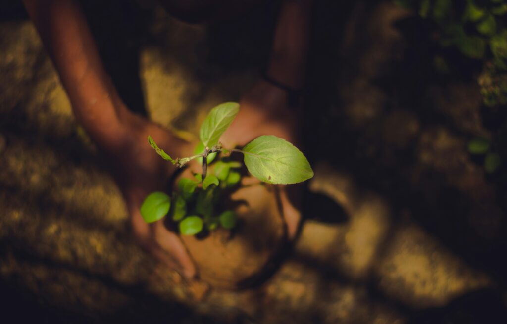 SDG FORESTATION