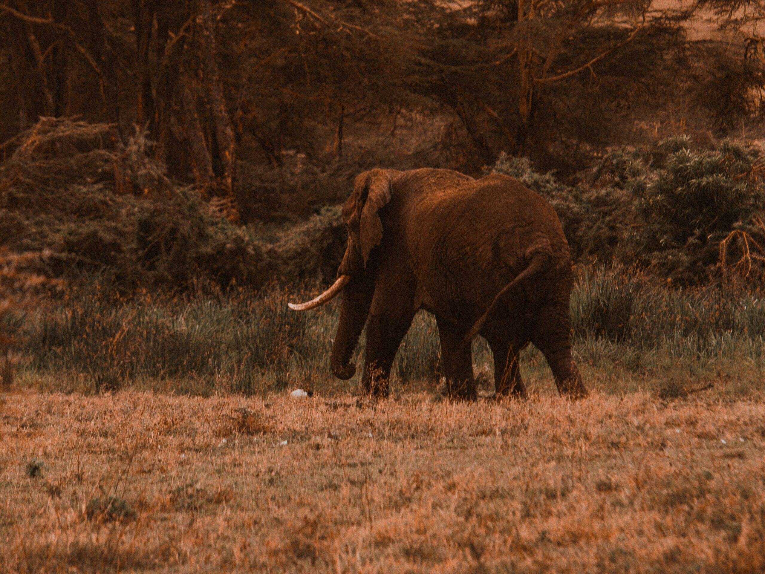 Sustainable Tourism in Tanzania: How Volunteers Shape Eco-Friendly Travel