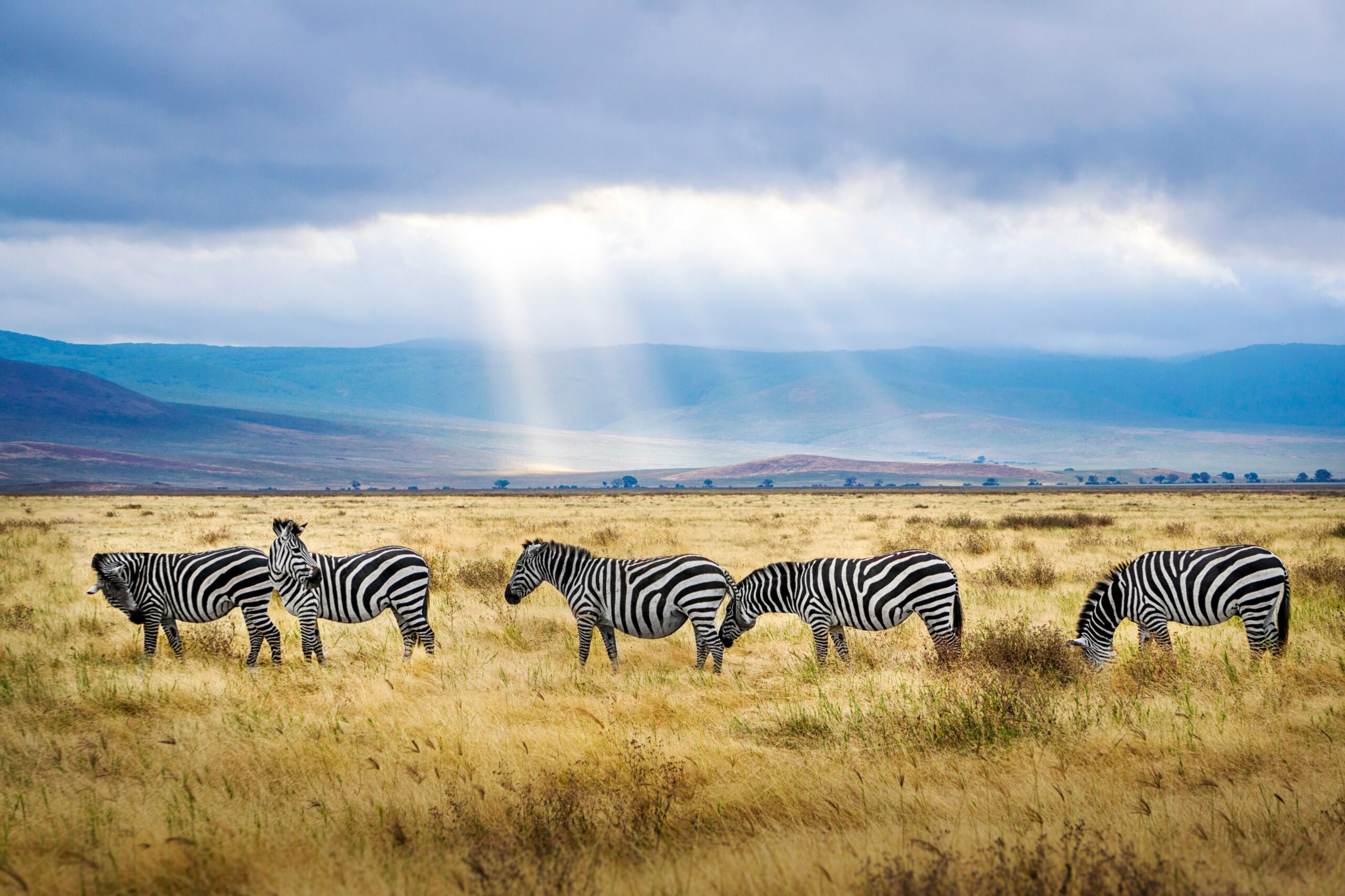 Volunteer in Tanzania 2025: Best Local & Abroad Opportunities to Make a Difference