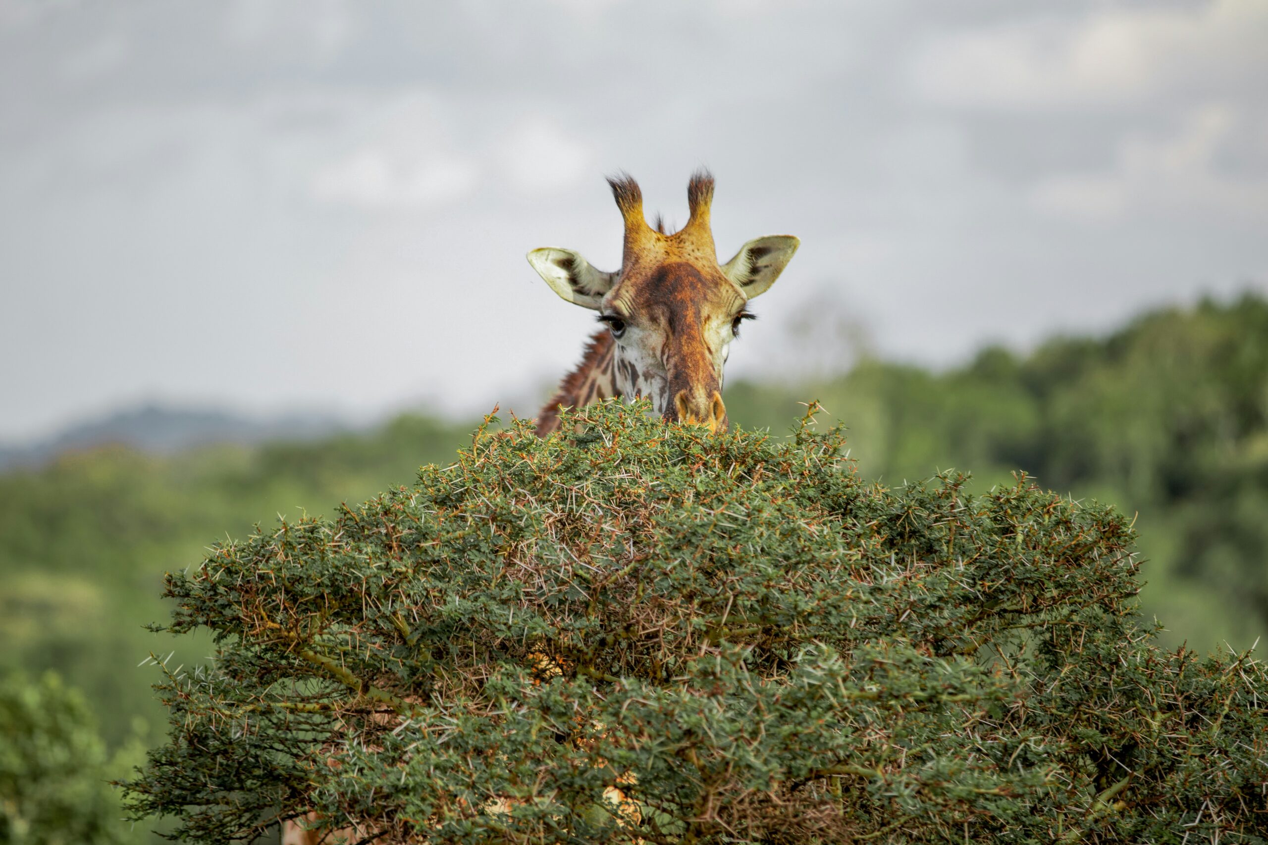 Sustainable Tourism in Tanzania: How Volunteers Shape Eco-Friendly Travel