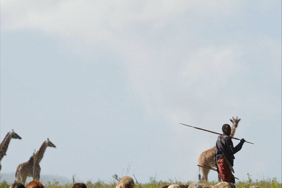 Discover affordable conservation volunteer programs in Tanzania — from wildlife monitoring and reforestation to marine and community projects.