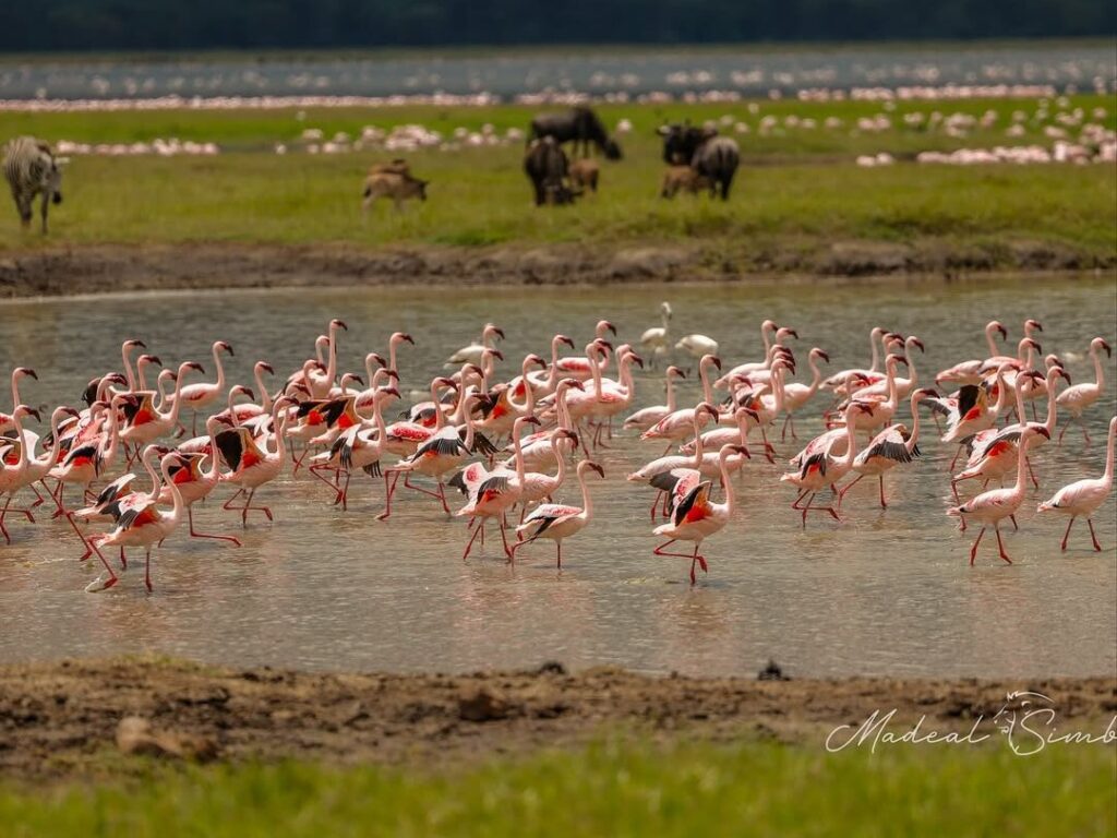 Volunteering in Tanzania Protecting Nature and Wildlife conservation.