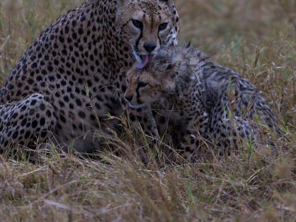 Discover how Volunteer Tanzania blends travel, charity, and cultural immersion. Explore affordable volunteer trips, safari packages, and sustainable projects.