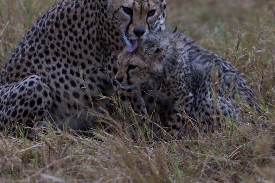 Discover how Volunteer Tanzania blends travel, charity, and cultural immersion. Explore affordable volunteer trips, safari packages, and sustainable projects.