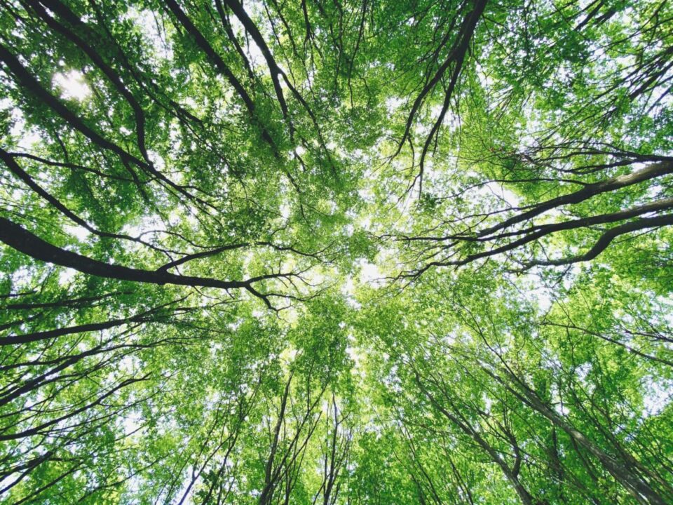 Best ProgramsEnvironmental Conservation for Eco Volunteers in Tanzania (2026 Guide)