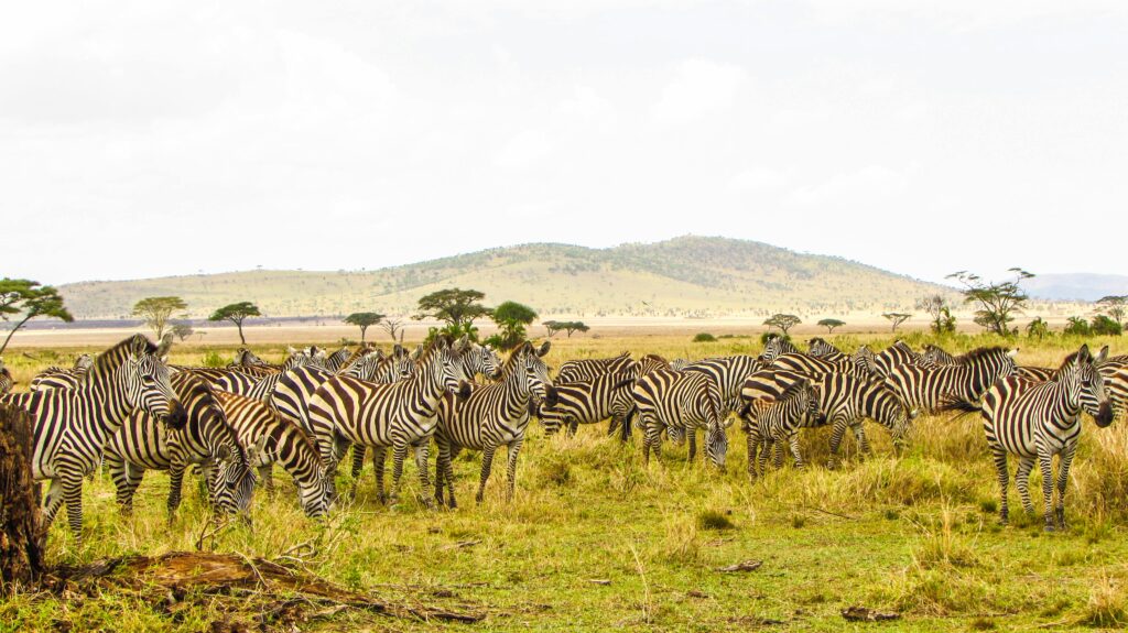 Dreaming of volunteering abroad? Discover why Tanzania offers the perfect blend of adventure, impact, safety, and unforgettable wildlife experiences.