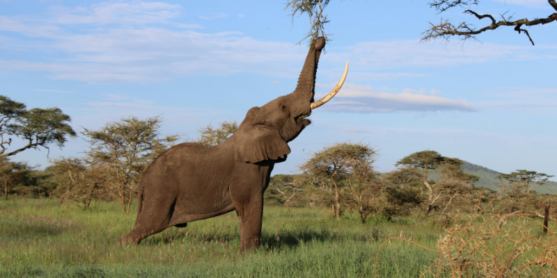 Volunteering in Tanzania
