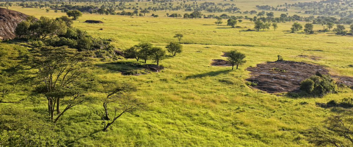 Beautiful landscape of the Serengeti National Park, Tanzania
