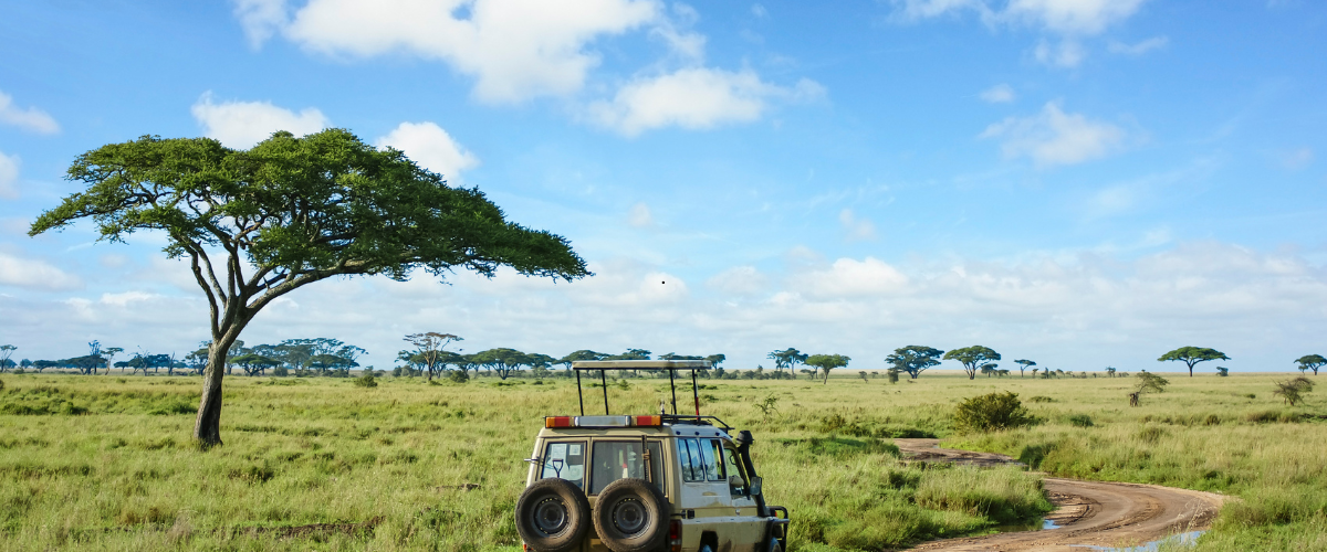 Serengeti safari experience during a Tanzania gap year